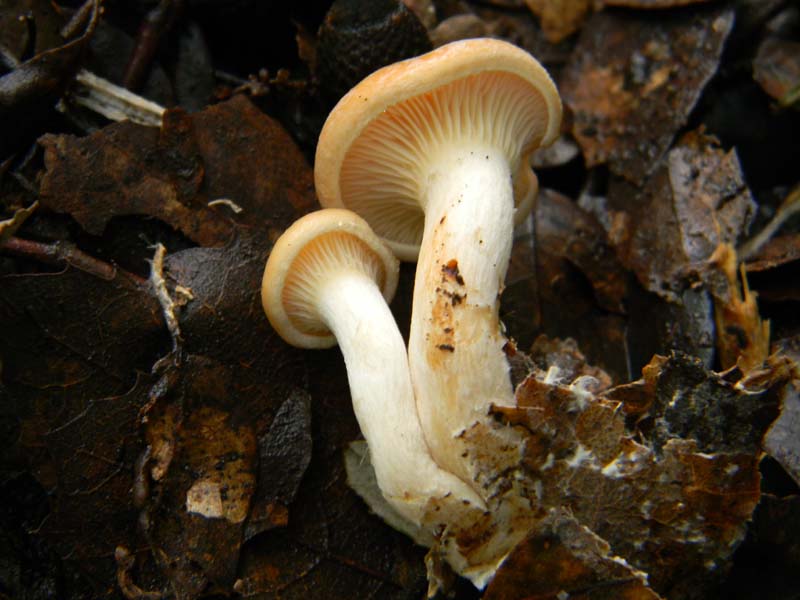 Alcuni ritrovamenti del 15.03.2011.